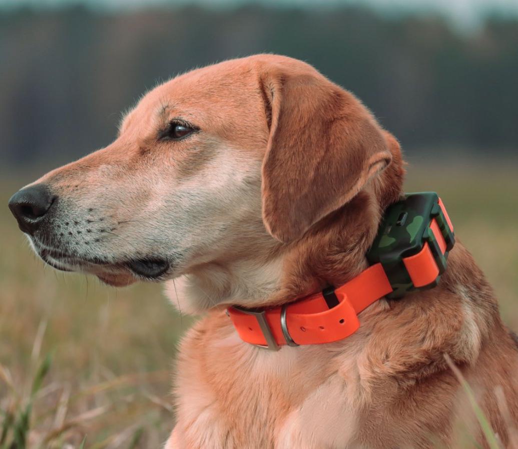 Wodoodporny lokalizator IP68 d – Outdoor Hunting Dog Collar recenzja i cena