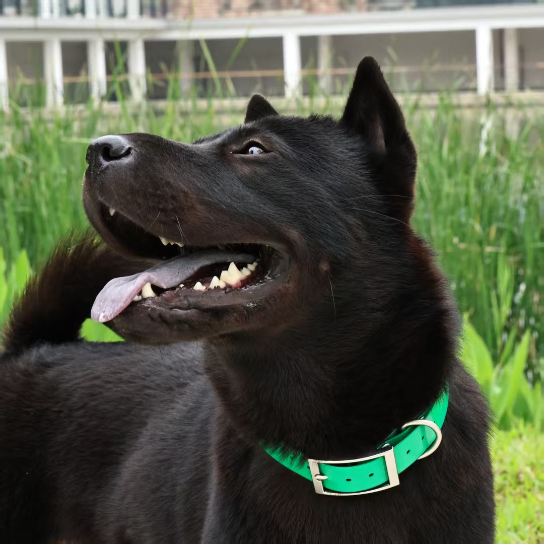 Wytrzymała obroża dla psa z TP – Outdoor Hunting Dog Collar recenzja i cena